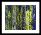 Forest For The Trees - Framed Print