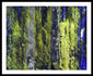 Forest For The Trees - Framed Print