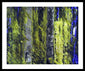 Forest For The Trees - Framed Print
