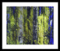 Forest For The Trees - Framed Print
