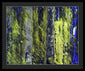 Forest For The Trees - Framed Print