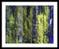 Forest For The Trees - Framed Print