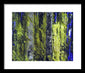Forest For The Trees - Framed Print