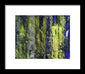Forest For The Trees - Framed Print