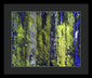 Forest For The Trees - Framed Print