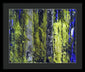 Forest For The Trees - Framed Print