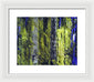 Forest For The Trees - Framed Print