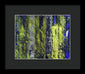 Forest For The Trees - Framed Print