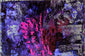 "Purple Chaos"