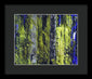 Forest For The Trees - Framed Print