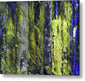 Forest For The Trees - Metal Print
